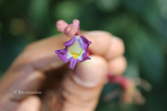 Christisonia tubulosa